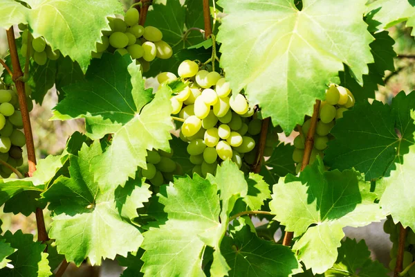 Several Bunches Ripe Grapes Vine Selective Focus — Stock Photo, Image