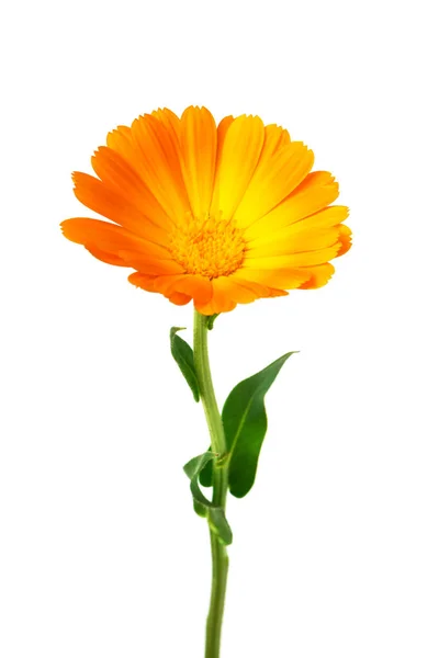 Calendula Fiori Calendula Con Foglie Isolate Bianco — Foto Stock