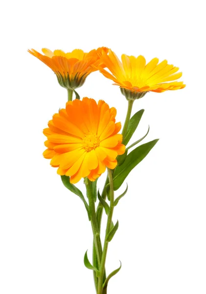 Calendula Marigold Květiny Listy Izolované Bílém — Stock fotografie