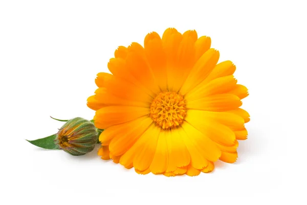 Calendula Marigold Fleurs Avec Des Feuilles Isolées Sur Blanc — Photo