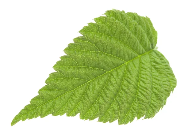 Raspberry leaf — Stock Photo, Image