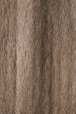 vizon kürk arka plan