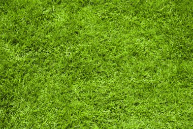 Yeşil çimen yüzeyi