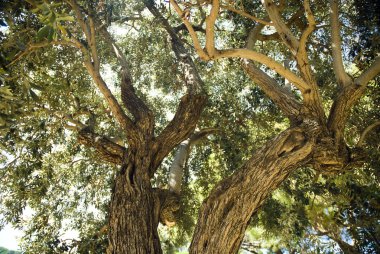 Ağaçlar aşağıdan görüntülemek