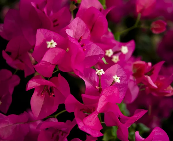 Flores de Bougainvillea rosa — Fotografia de Stock