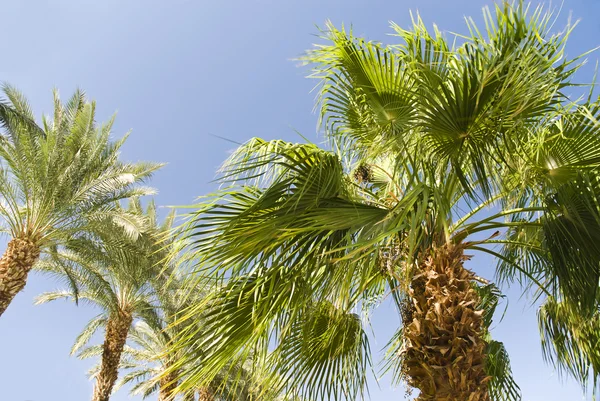 Green palm trees — Stock Photo, Image