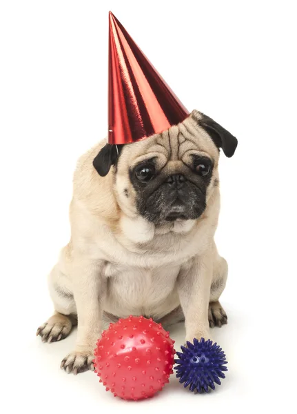 Mops Hund mit roter Geburtstagsmütze — Stockfoto