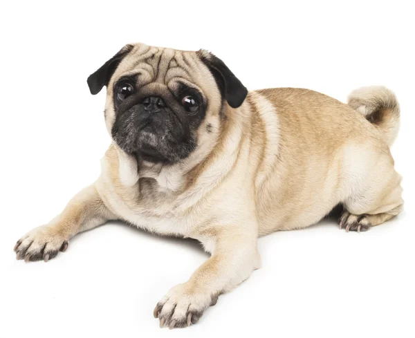 Pug köpek yalan — Stok fotoğraf