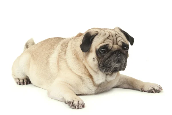 Pug hond liggend — Stockfoto