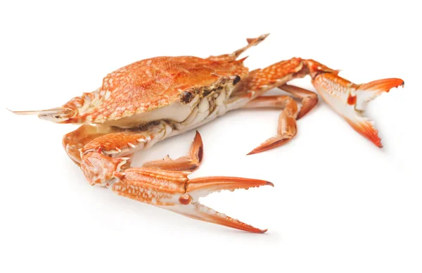 Rote gekochte Krabbe — Stockfoto