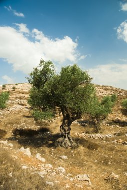 zeytin ağaçları
