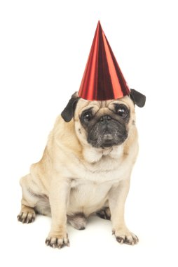 Pug köpek kırmızı doğum günü kap içinde