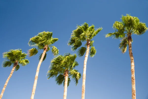 Green palm trees — Stock Photo, Image