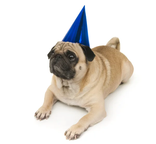 Pug dog in blue Birthday cap — Stock Photo, Image