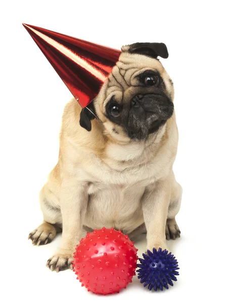 Mops Hund mit roter Geburtstagsmütze — Stockfoto