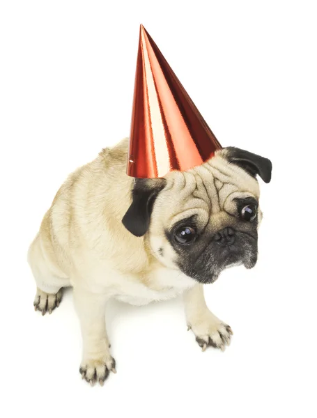 Mopsz kutya a piros születésnapi sapka — Stock Fotó