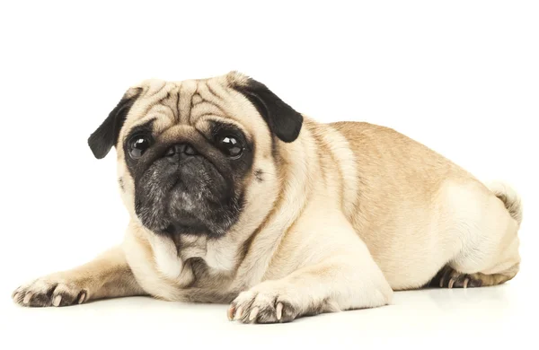 Pug hond liggend — Stockfoto