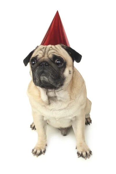 Pug dog in rosso Cappellino di compleanno — Foto Stock