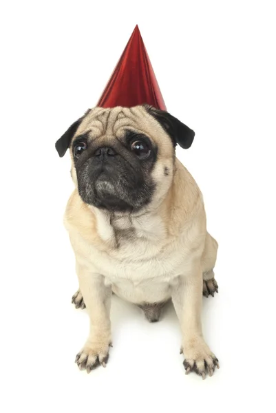 Chien chiot en rouge Chapeau d'anniversaire — Photo