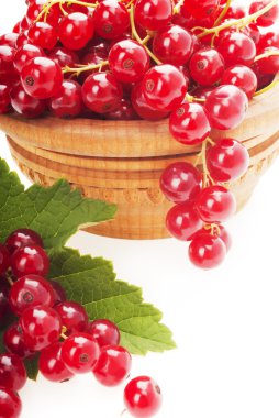 Yaprakları ile taze redcurrants