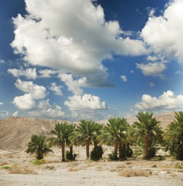 Avuç içi Afrika bir vaha