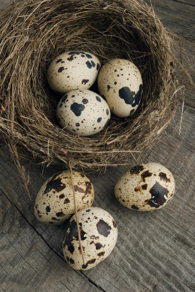 Quail eggs in nest — Stock Photo, Image