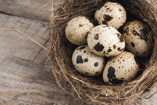 Quail eggs in nest — Stock Photo, Image