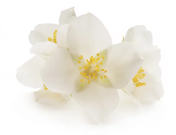 Witte jasmijn bloemen — Stockfoto