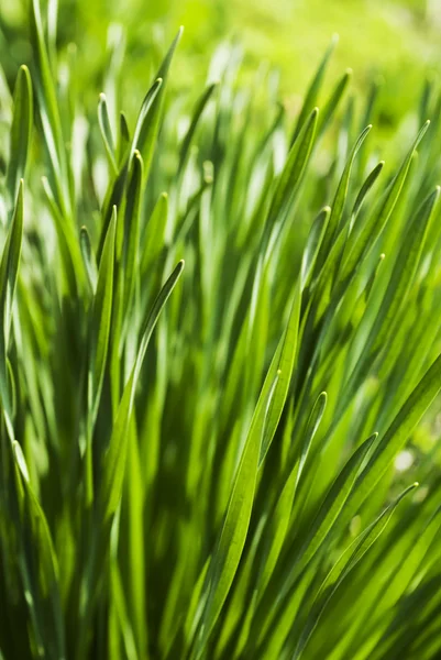 Vers groen gras — Stockfoto