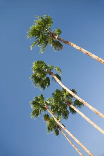 Palm trees on blue sky — Stock Photo, Image