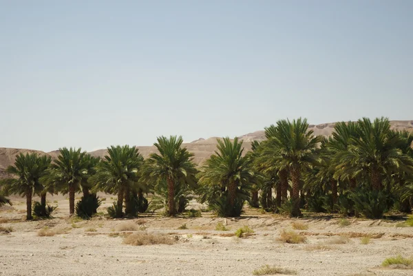 Date palms in oasis — Stock Photo, Image