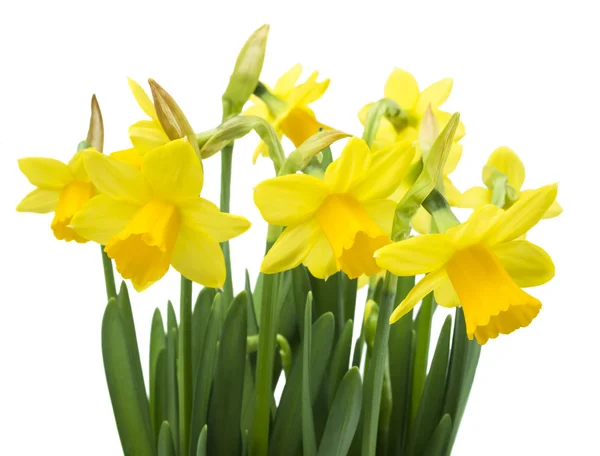 Flores de Daffodil narcissus — Fotografia de Stock