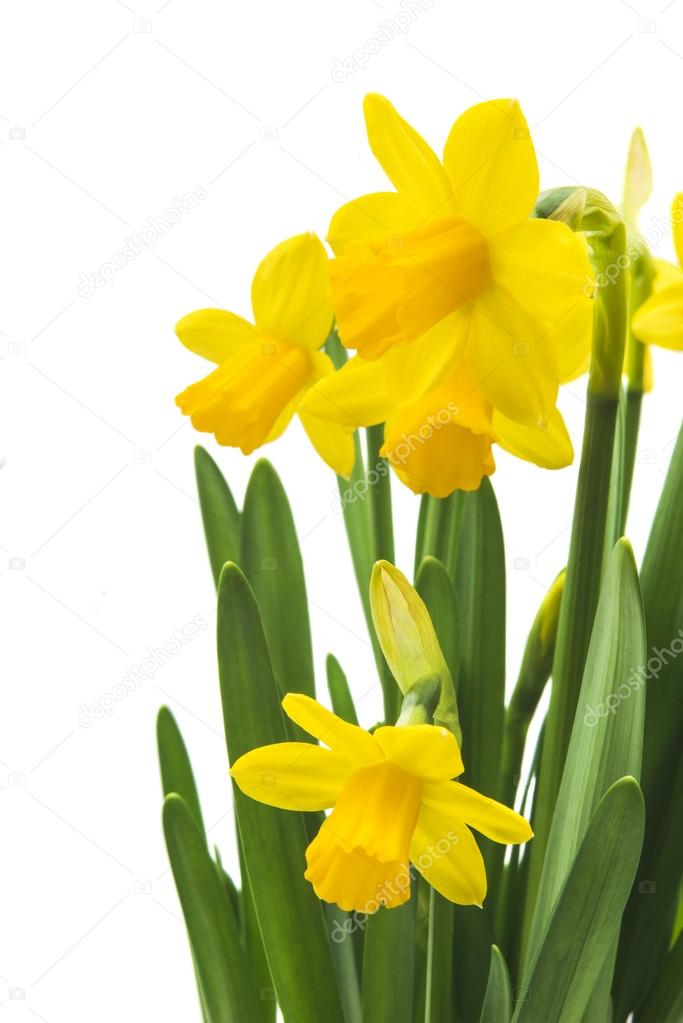 Daffodil narcissus flowers
