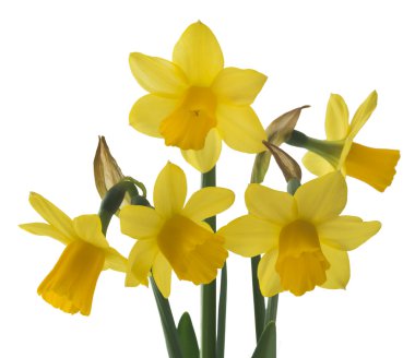 Nergis nergis çiçekleri