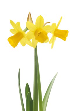 Nergis nergis çiçekleri