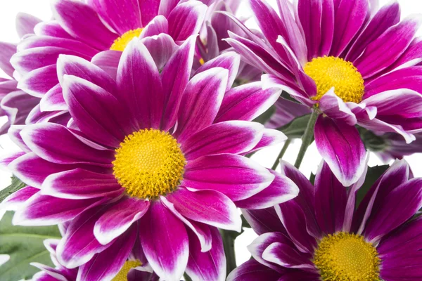 Paarse chrysant bloemen — Stockfoto