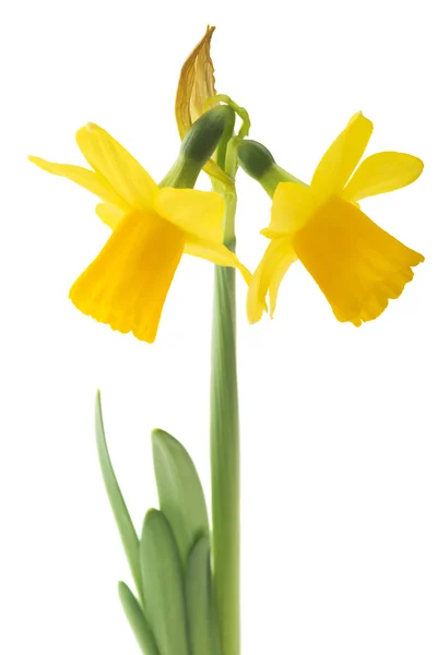 Daffodil narcissus flowers — Stock Photo, Image