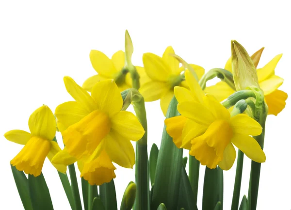 Daffodil narcissus flowers — Stock Photo, Image