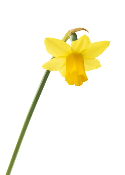 Flor de Daffodil narciso — Fotografia de Stock