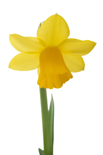 Блідо-жовтий колір Нарцис квітка — стокове фото