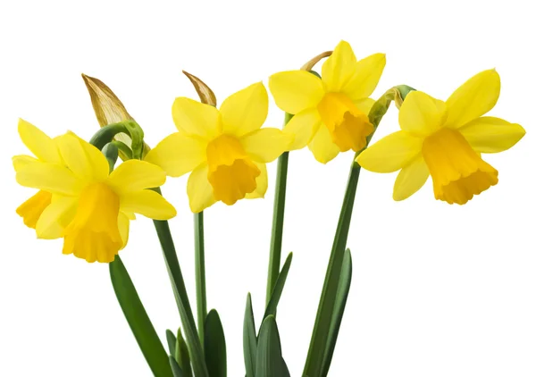 Daffodil narcissus flowers — Stock Photo, Image