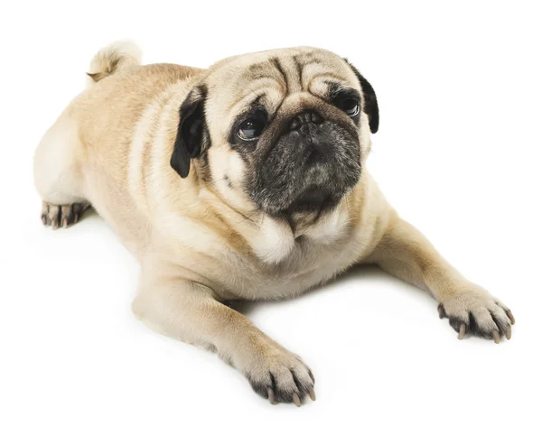 Pug hond liggend — Stockfoto