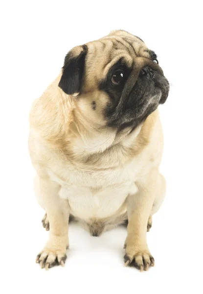 Pug hond liggend — Stockfoto