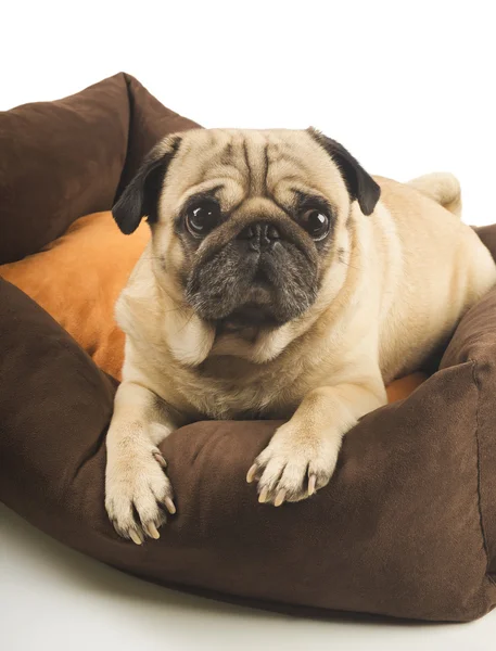 Пуговий собака лежить на подушці — стокове фото