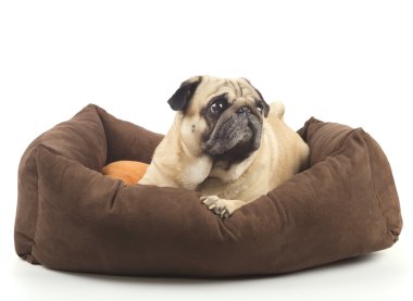 Yastığın üzerinde yalan pug köpek