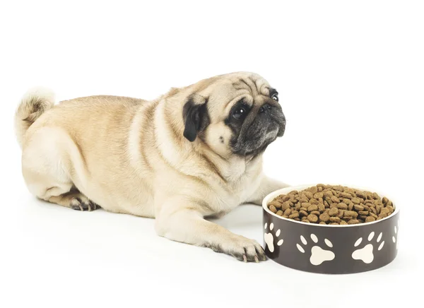 Pug hond liggen in de buurt van kom met voedsel — Stockfoto
