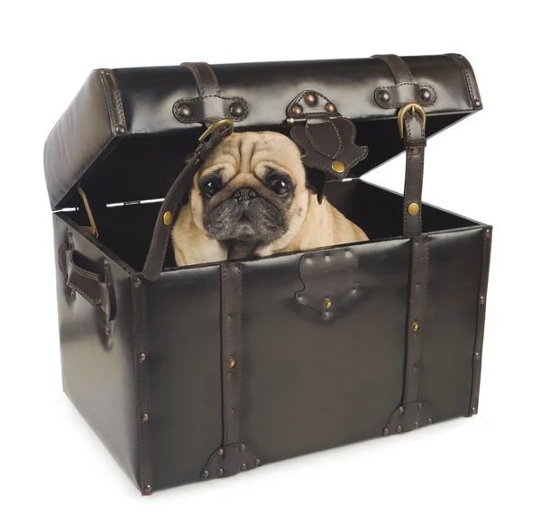 Pug dog verbergen in vintage borst — Stockfoto