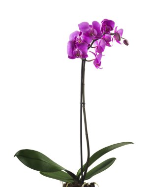 Orkide çiçekleri mor çizgili
