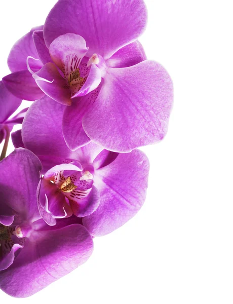 Fleurs pourpres striées d'orchidée — Photo
