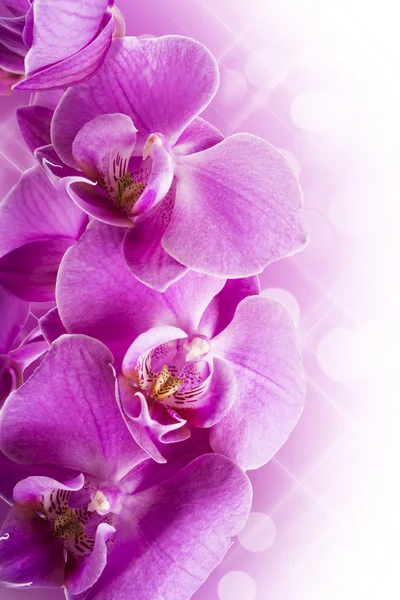 Purple orchid flowers — Stock Photo, Image